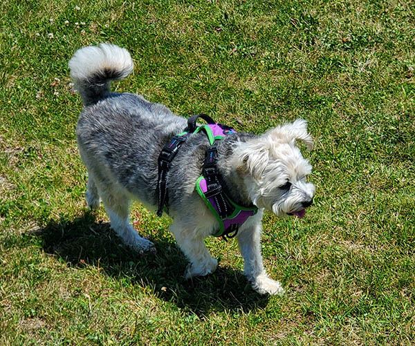 DogPark_july2019 (1)