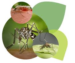 Image of Clarke Logo with Mosquitos