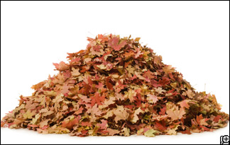 Pile of leaves