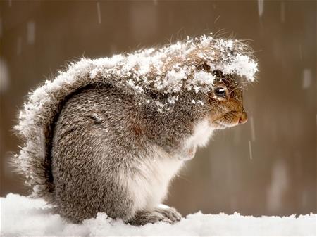 Squirrel in snow storm